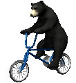 bear